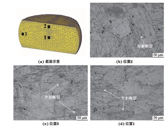 圖３ 在９８０ ℃、應(yīng)變速率為０．０１０s－１下壓縮至應(yīng)變量為３０％后GH４１６９合金不同區(qū)域的顯微組織