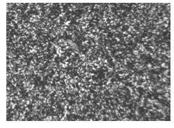 38CrA合金原材料金相組織200&times;