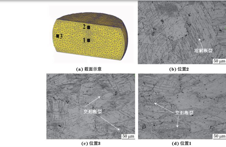在９８０ ℃、應(yīng)變速率為０．０１０s－１下壓縮至應(yīng)變量為３０％后