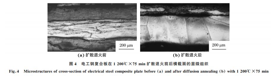圖４ 電工鋼復(fù)合板在１２００℃&times;７５min擴散退火前后橫截面的顯微組織